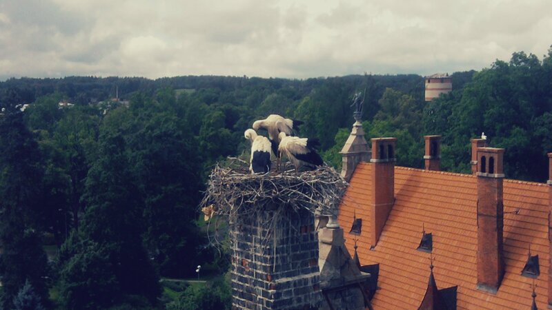 Storks on a castle roof