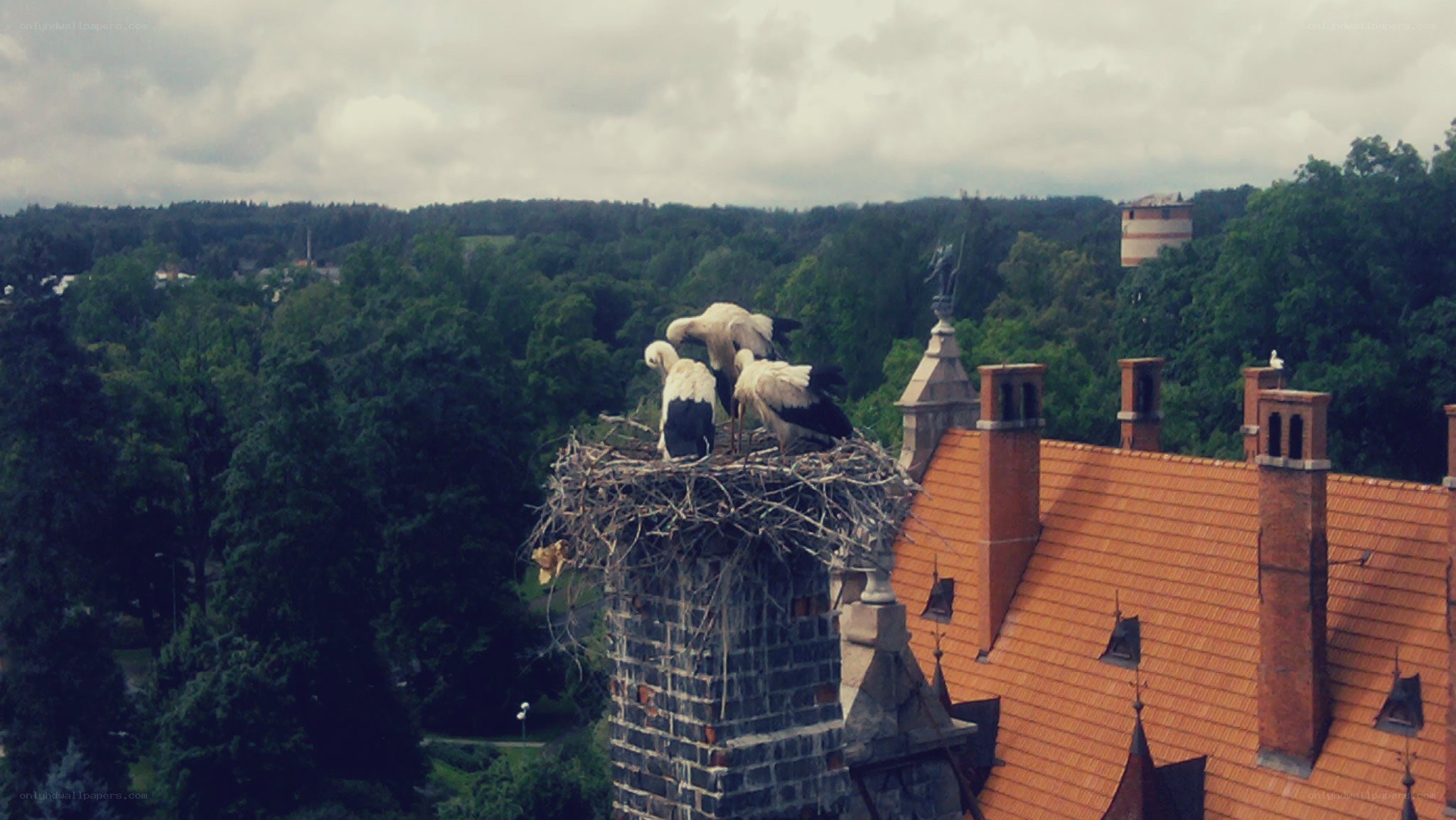 Storks on a castle roof