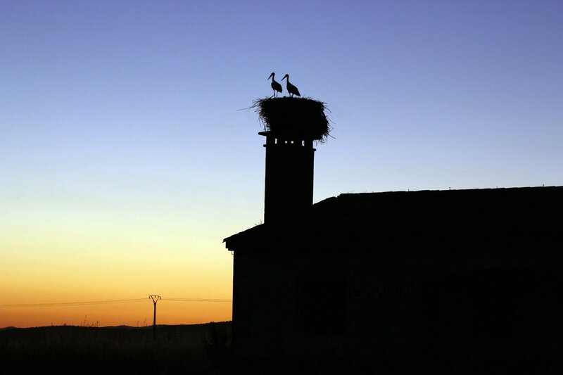 Storks on a chimney at sunset