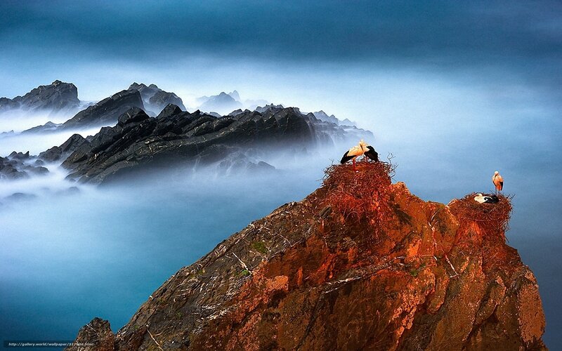 Storks on a rocky cliff