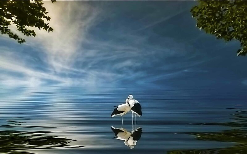 Storks on calm water