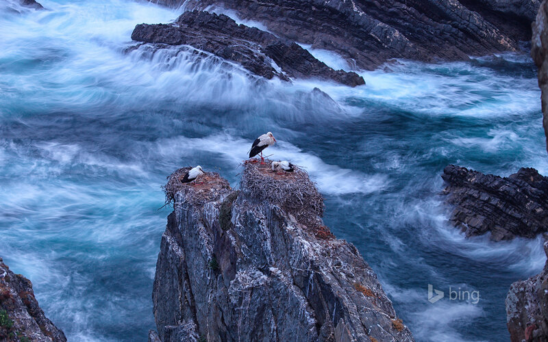 Storks on Rocky Cliff — Blue