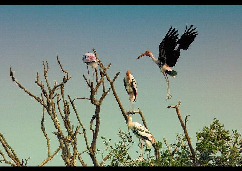 Storks on Tree Branches