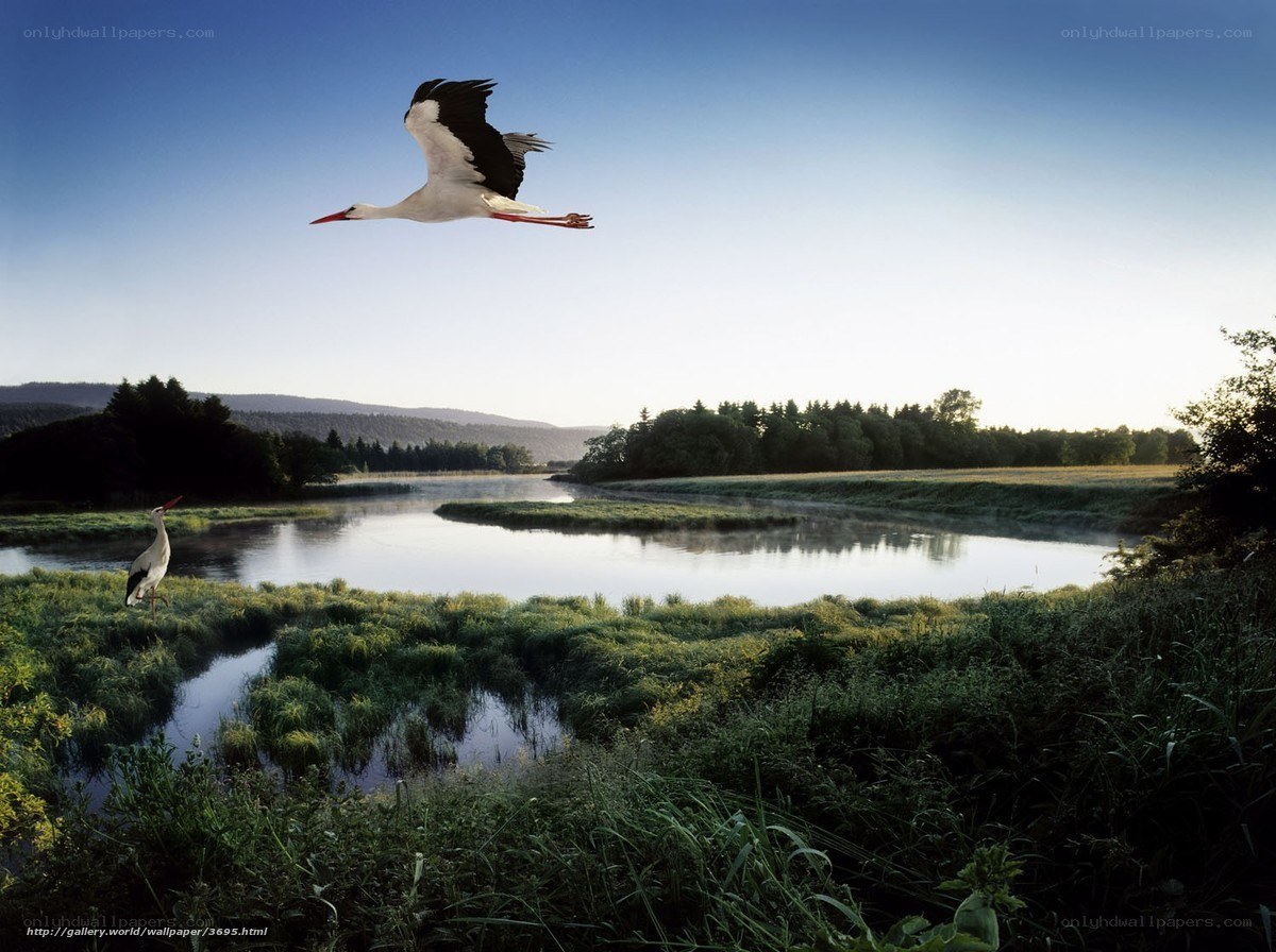 Storks over a river at dawn