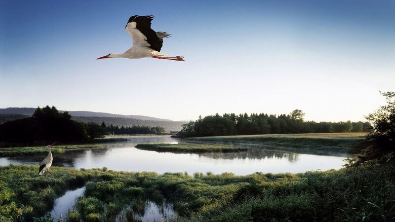 Storks over a river landscape