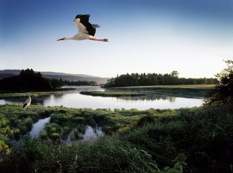 Storks over a river landscape