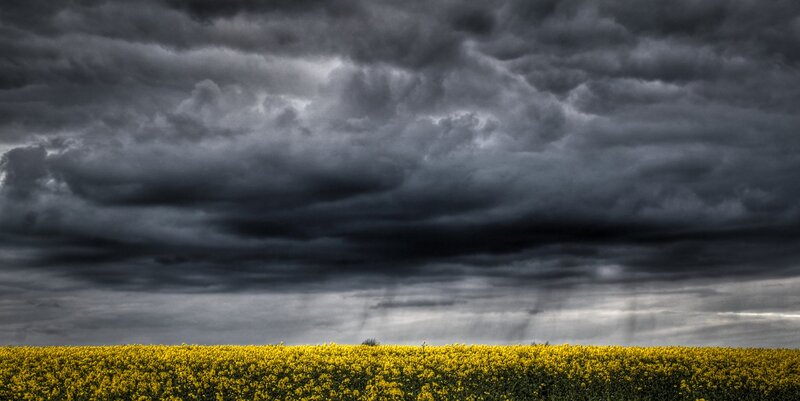 Storm over a canola field