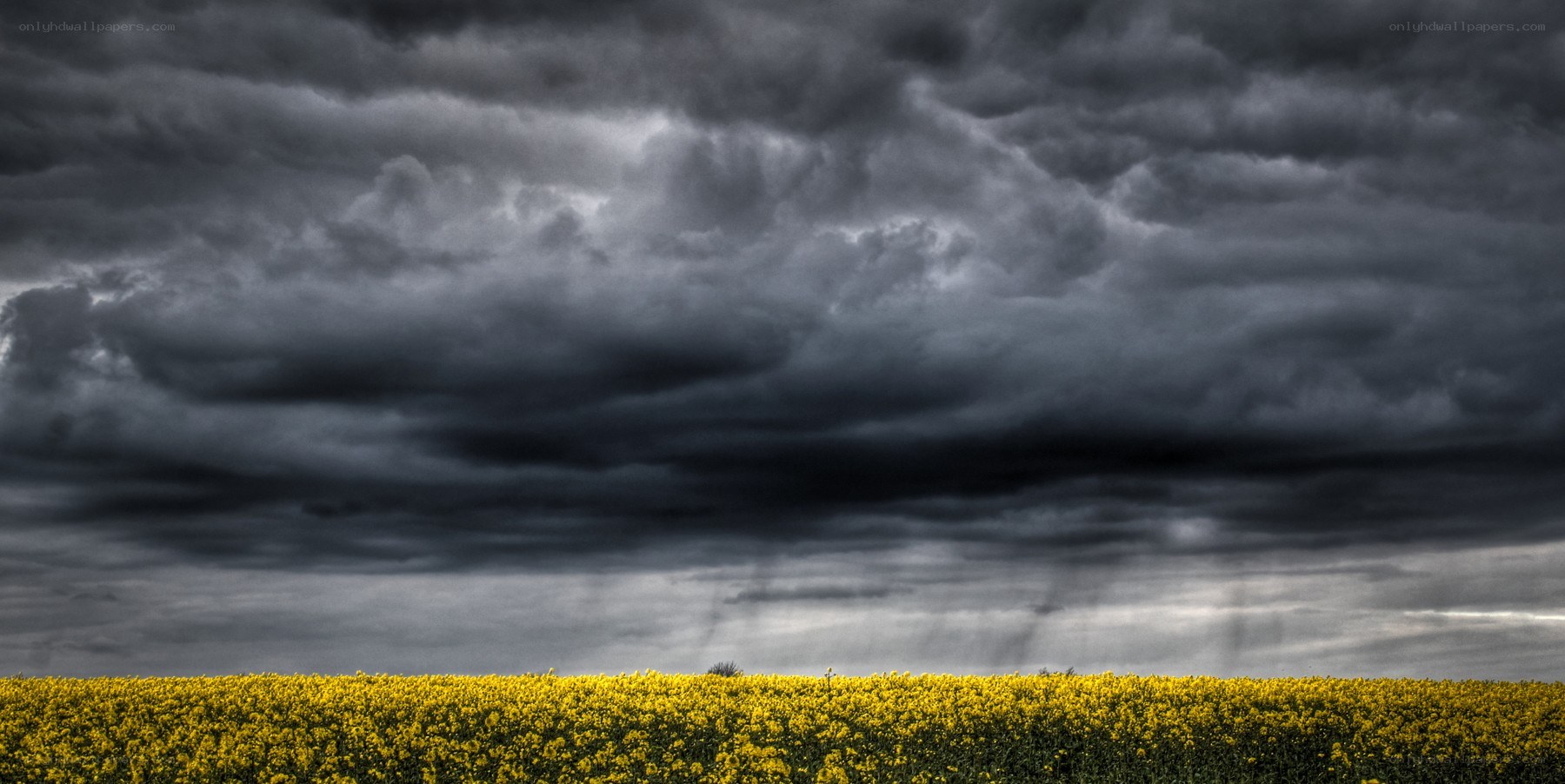 Storm over a canola field