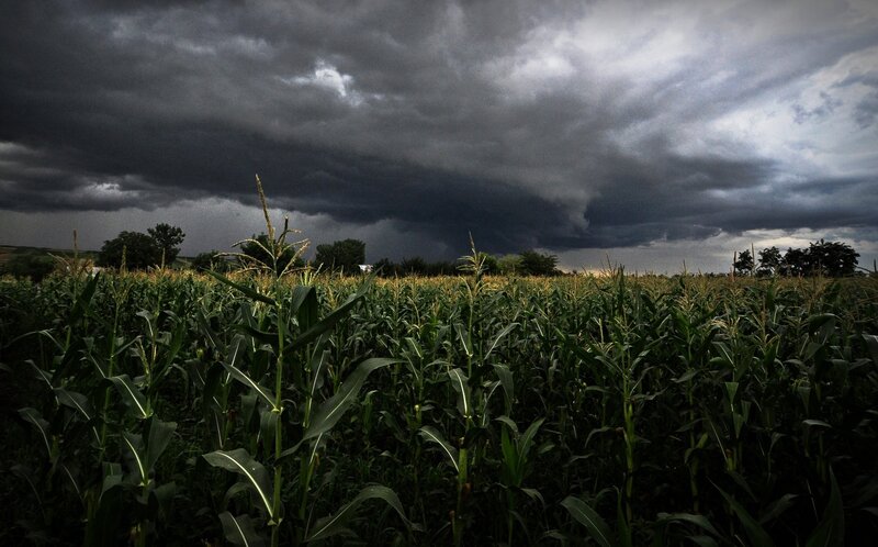 Storm over a cornfield