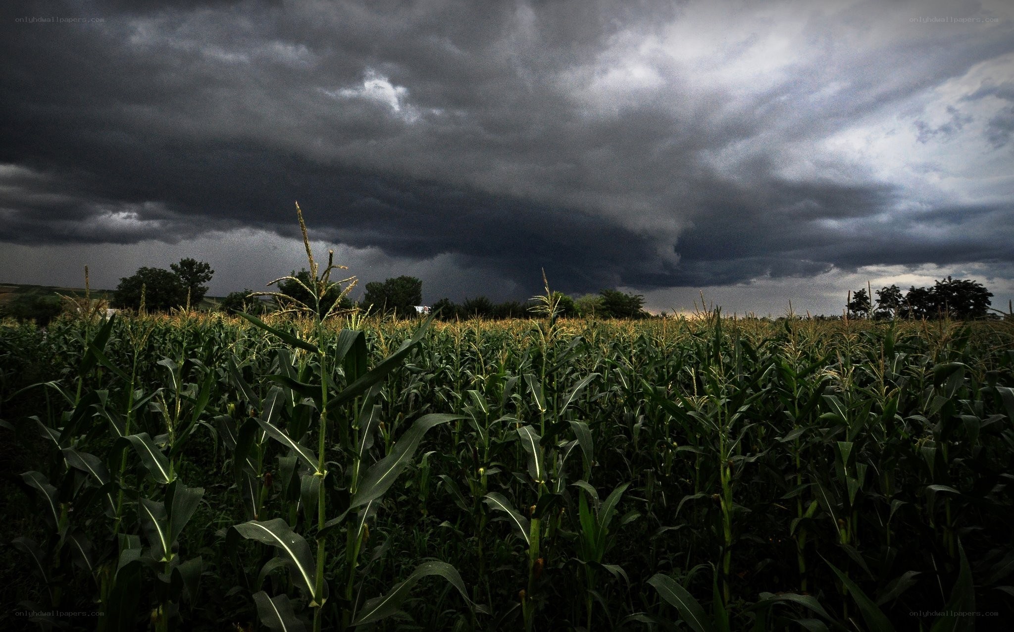 Storm over a cornfield