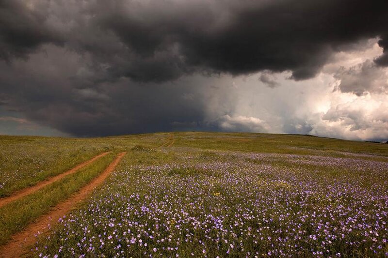Storm over a flower field