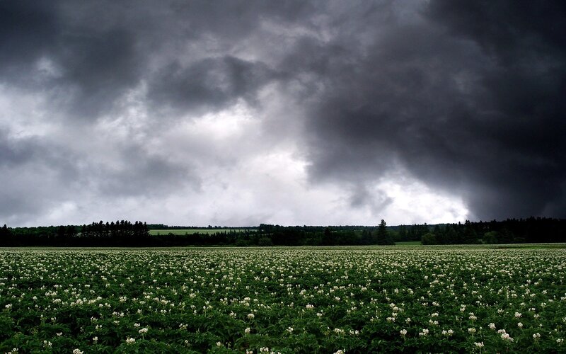 Storm over a flower field