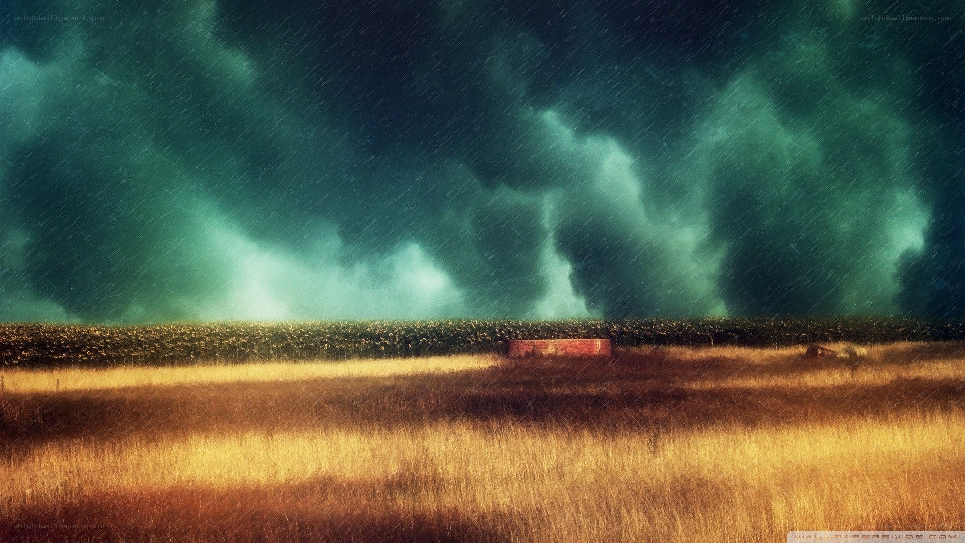 Storm over a golden field