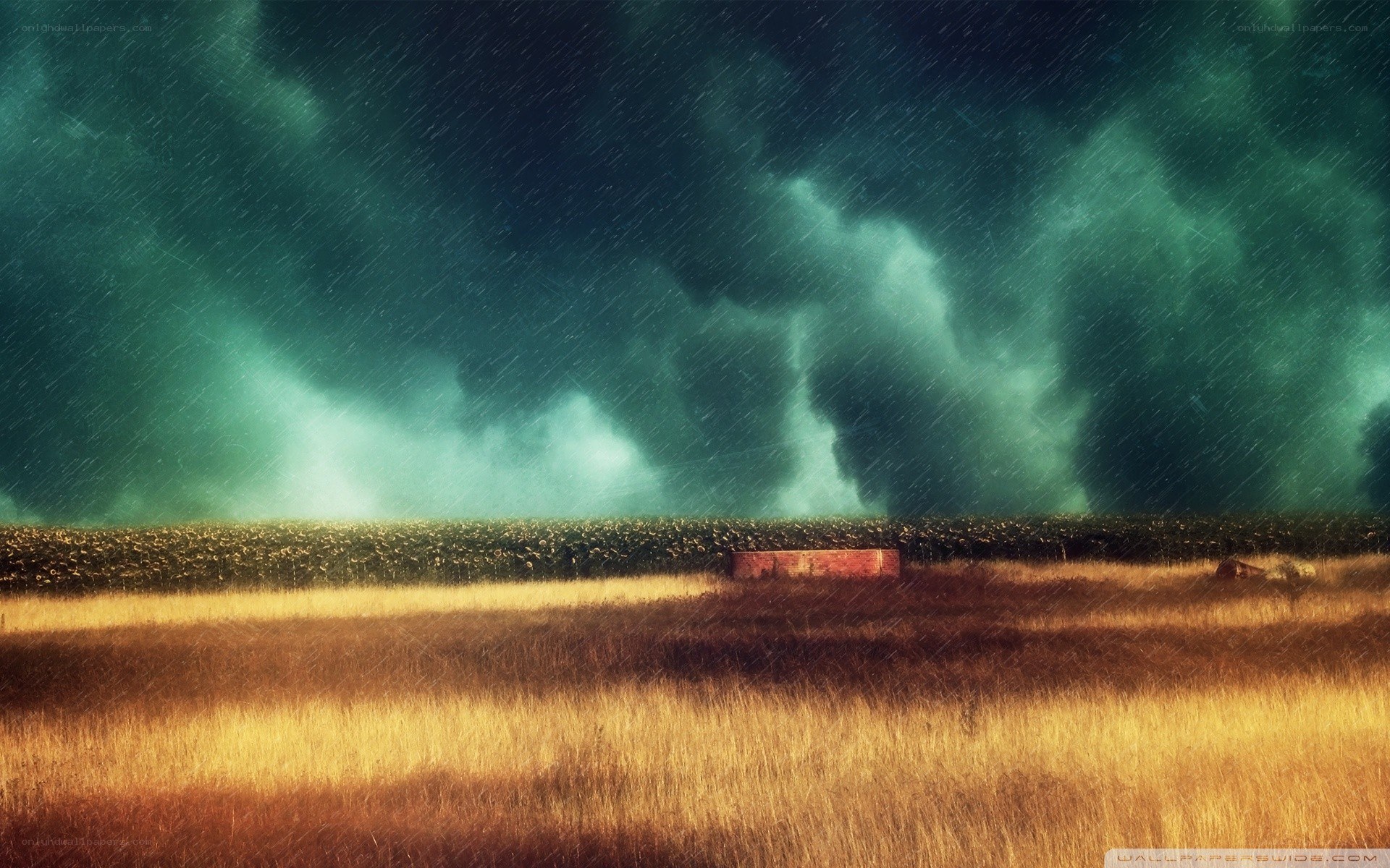 Storm over a golden field