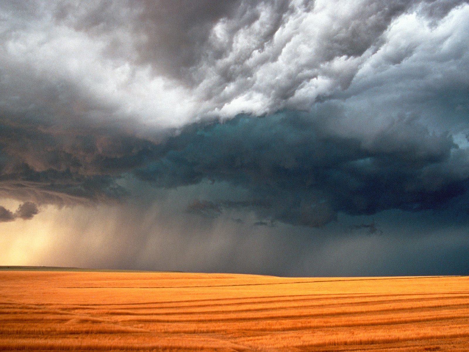 Storm over a golden field