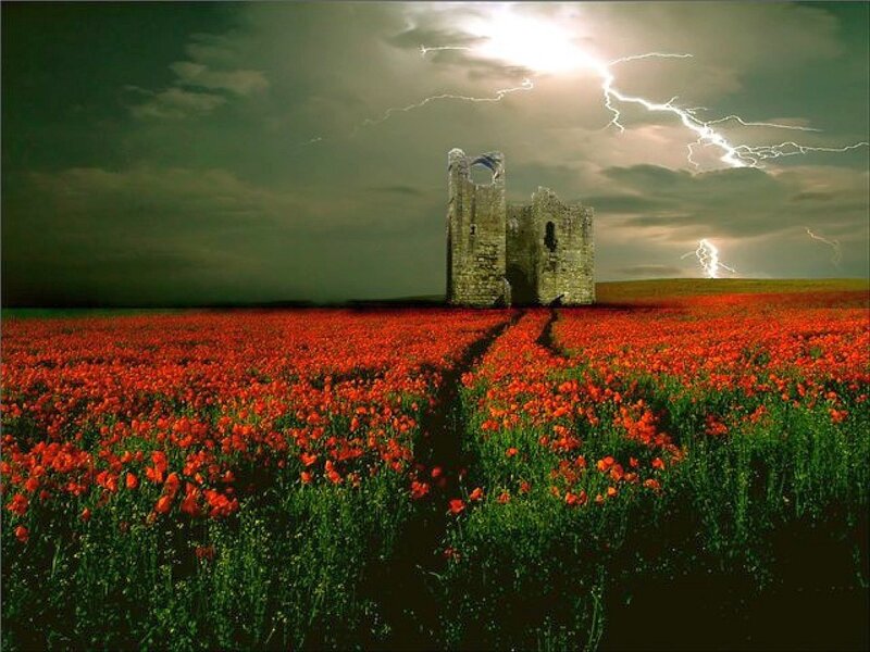 Storm over a poppy field