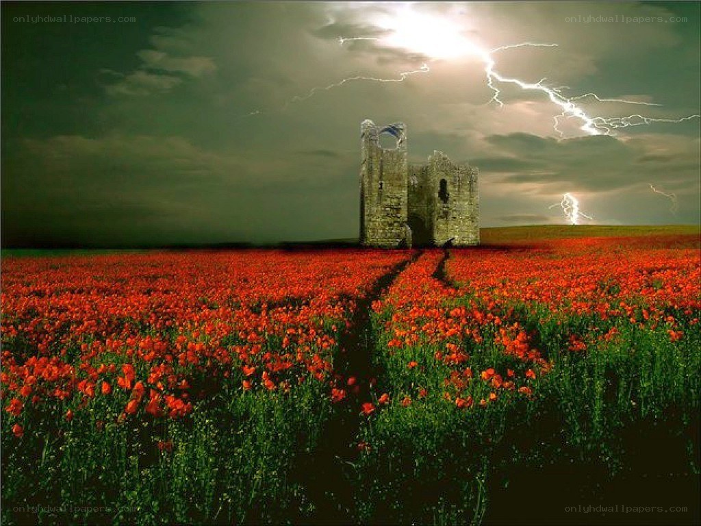 Storm over a poppy field