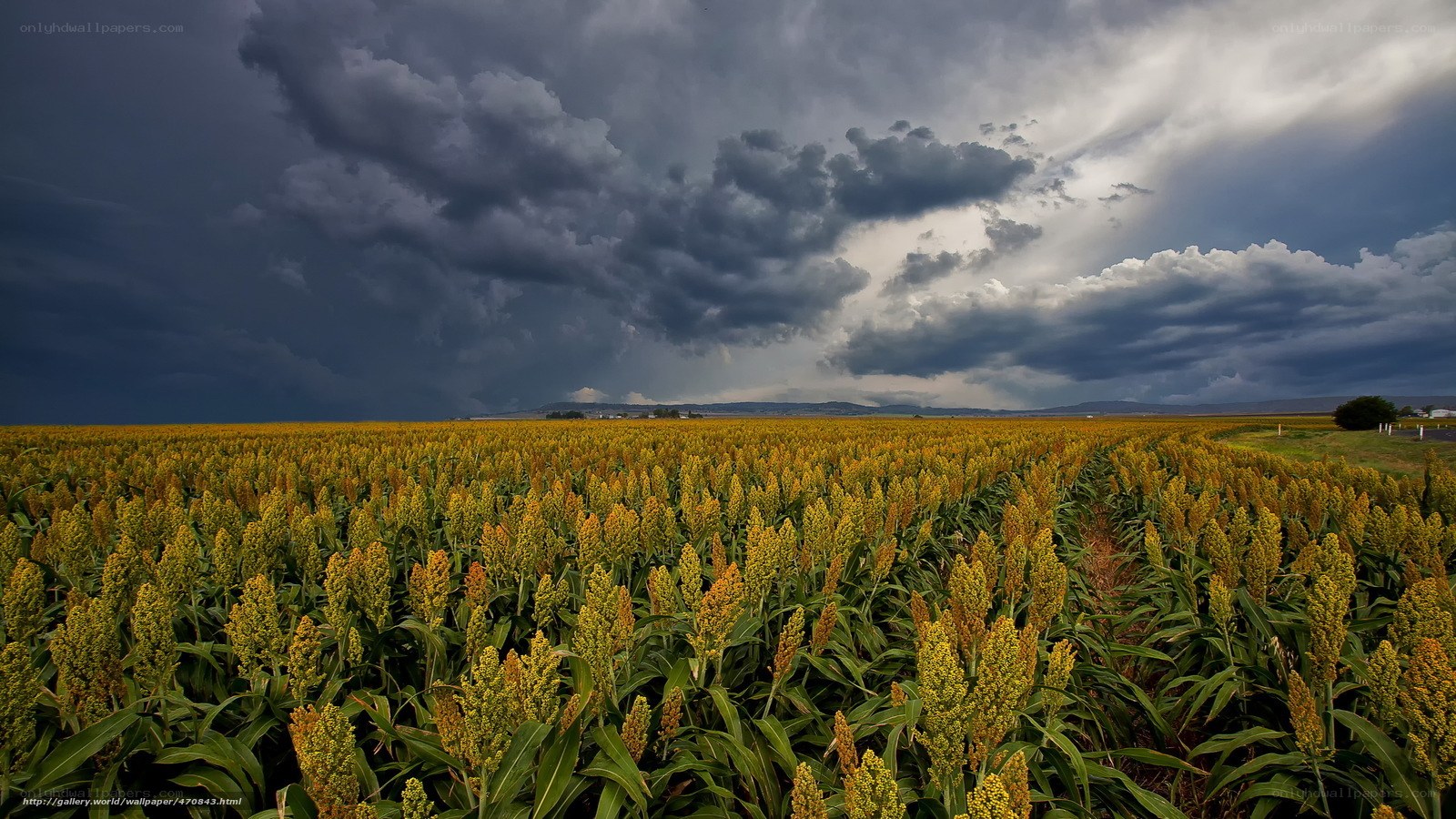 Storm over a sorghum field