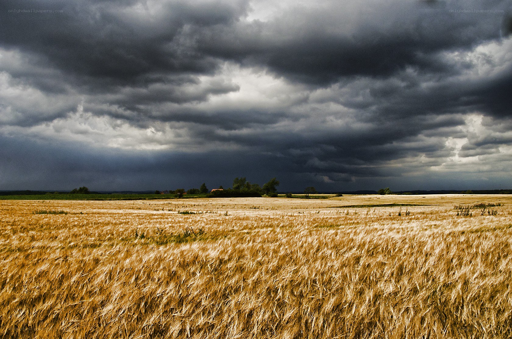 Storm over a wheat field