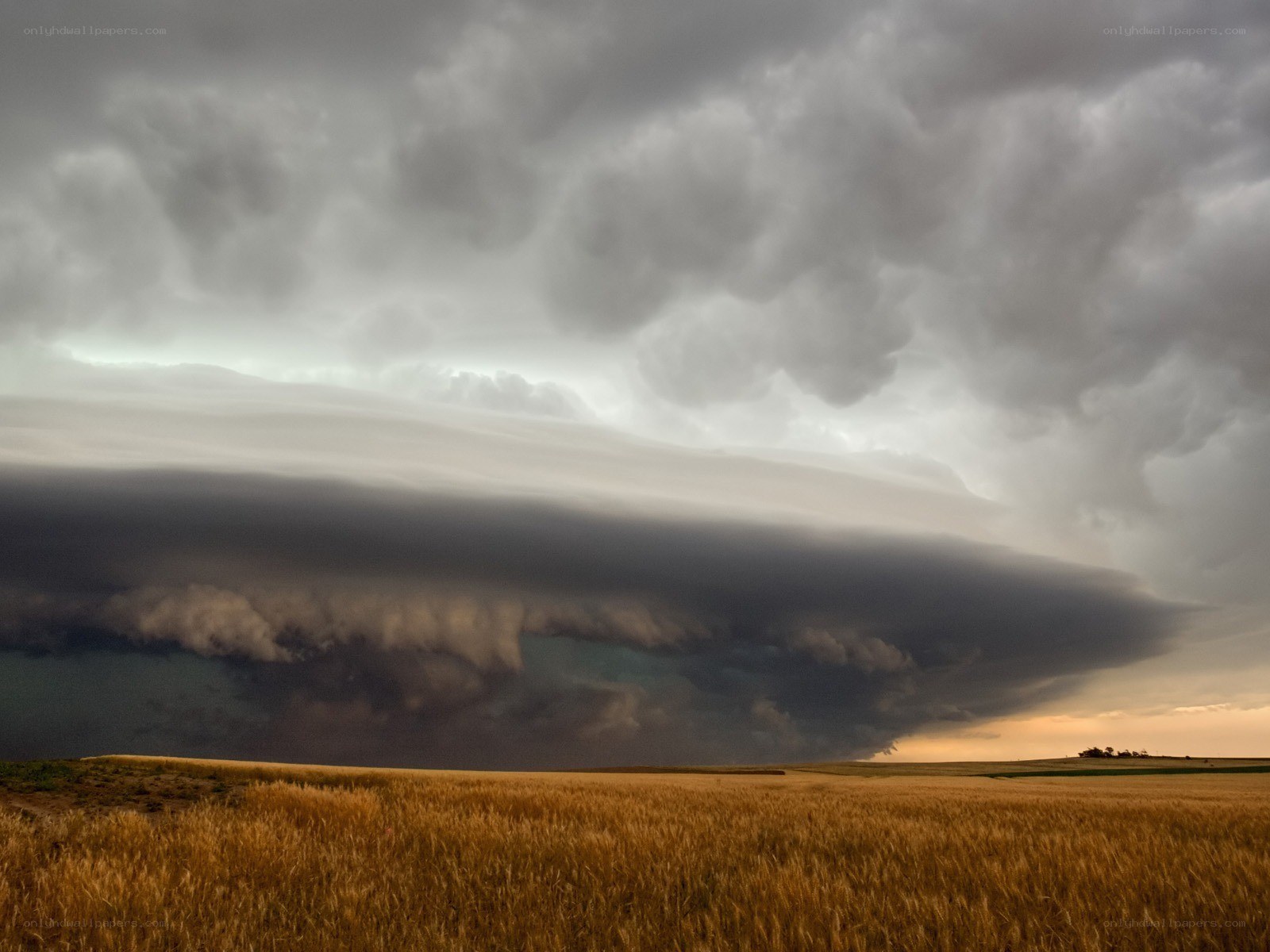 Storm over a wheat field