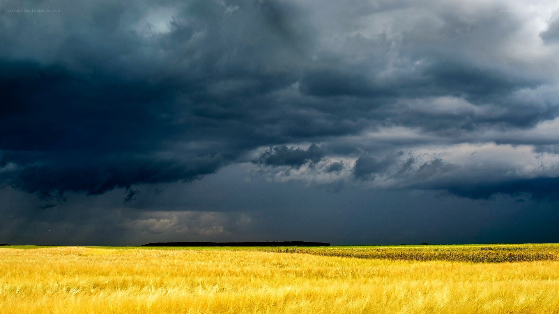 Storm over a wheat field
