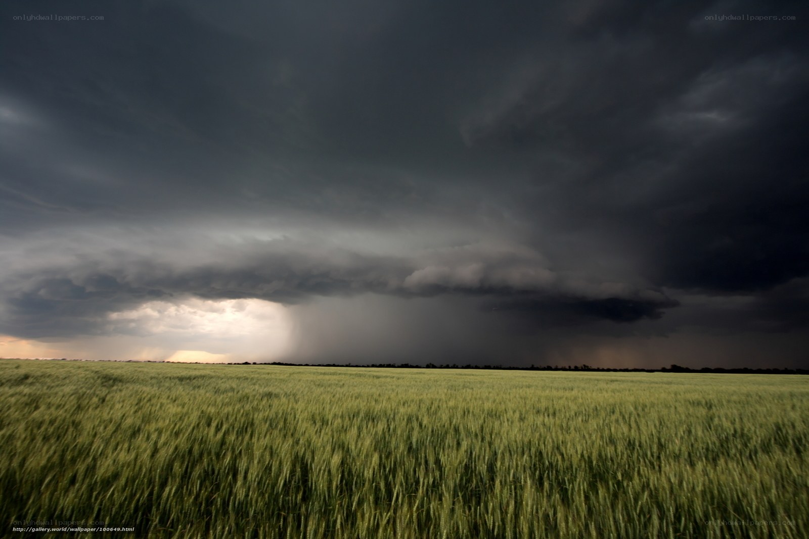 Storm over a wheat field