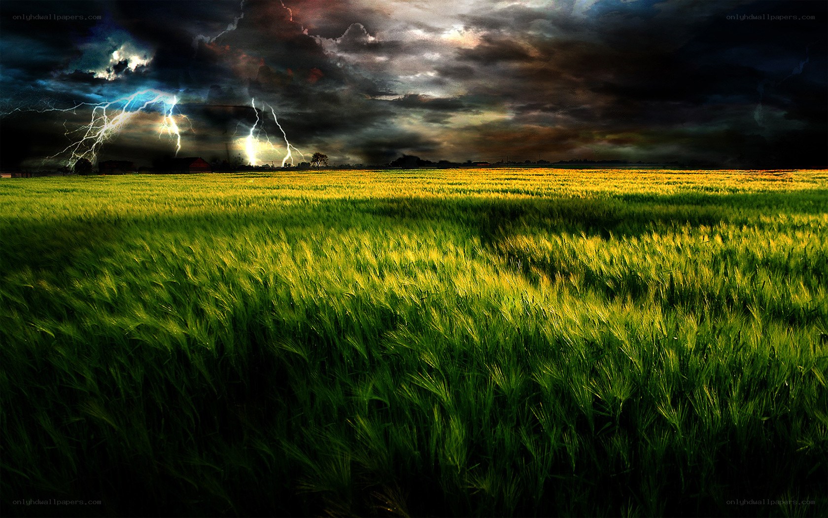 Storm over a wheat field