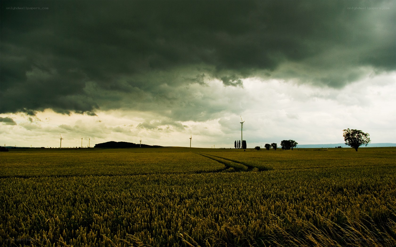 Storm over a wheat field