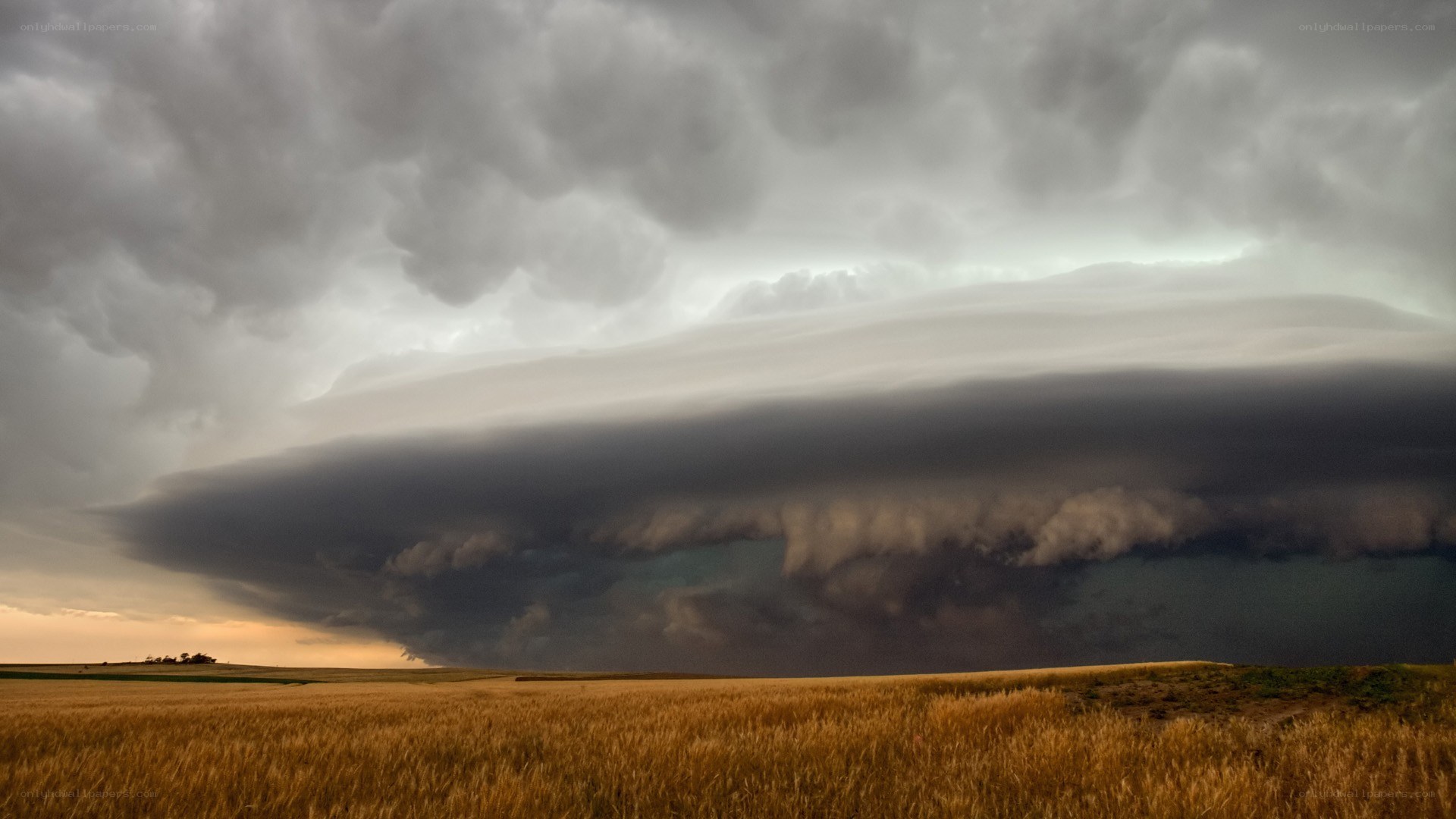 Storm over a wheat field