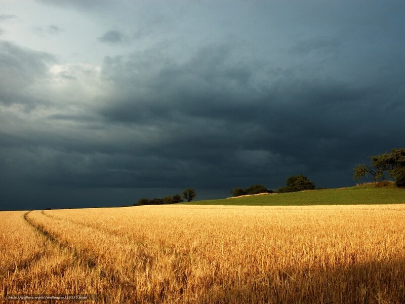 Storm over a wheat field