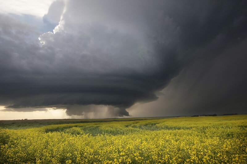 Storm over Canola Field