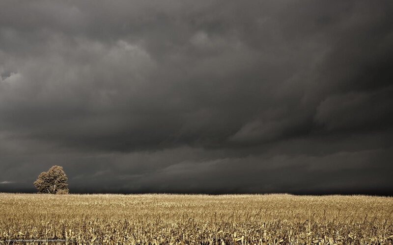 Storm over cornfield