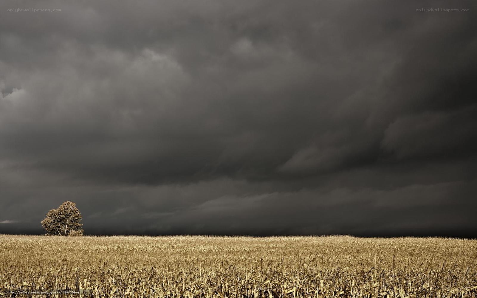 Storm over cornfield