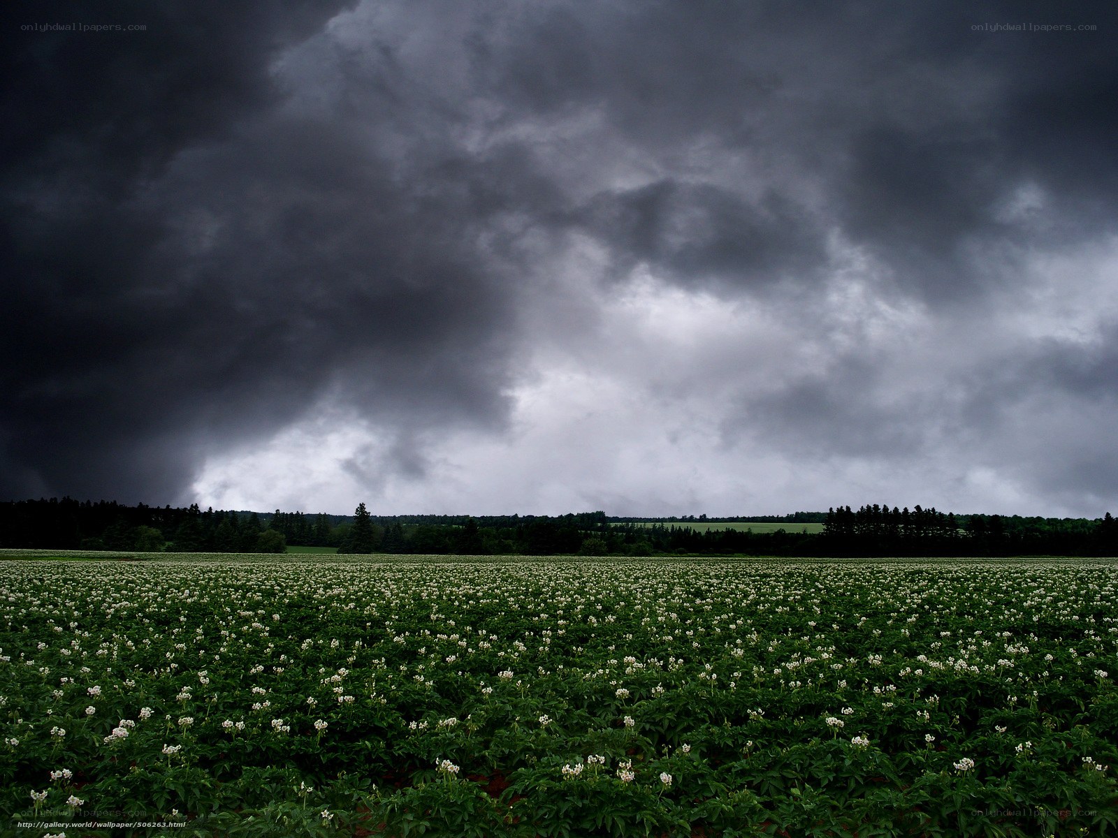 Storm over potato field
