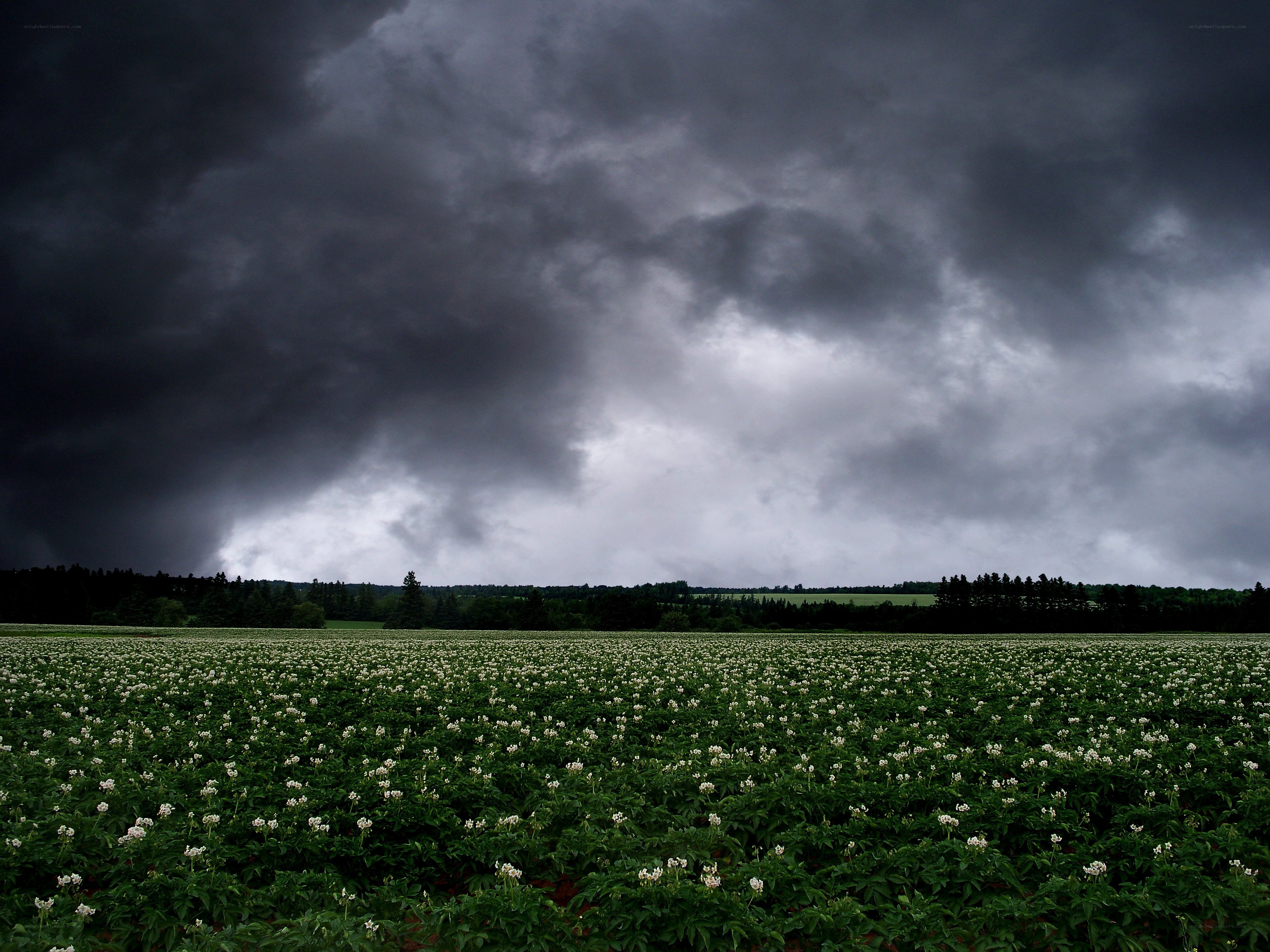 Storm over potato field