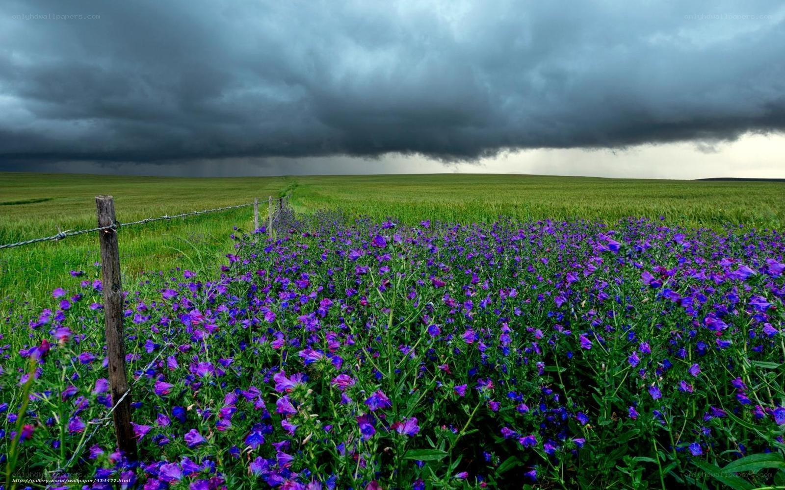 Storm over purple flowers