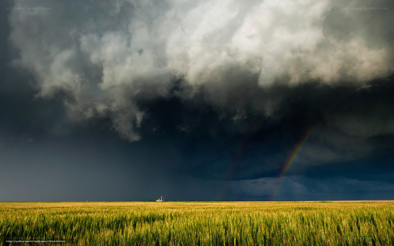 Storm over wheat field