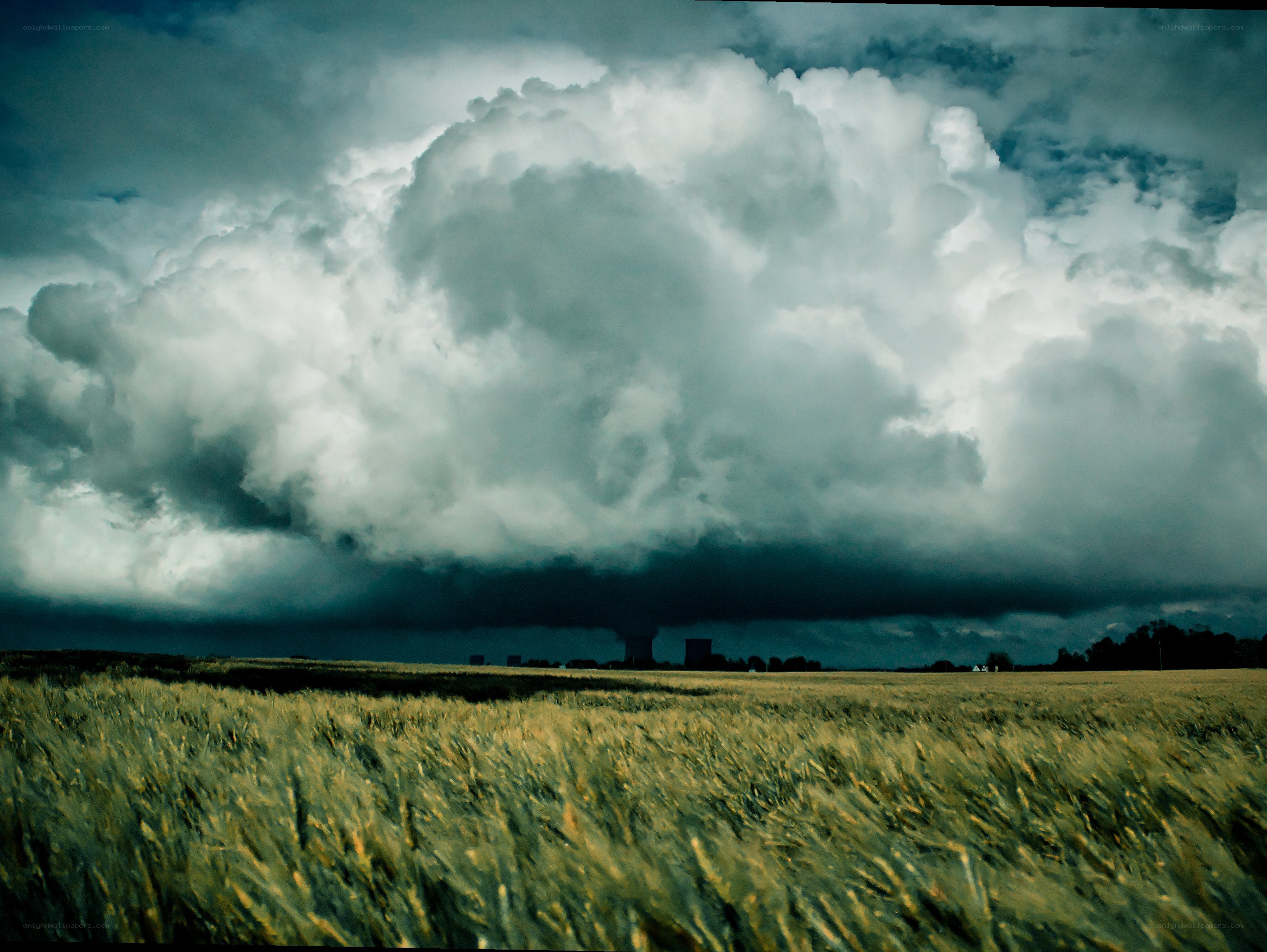 Storm over wheat field