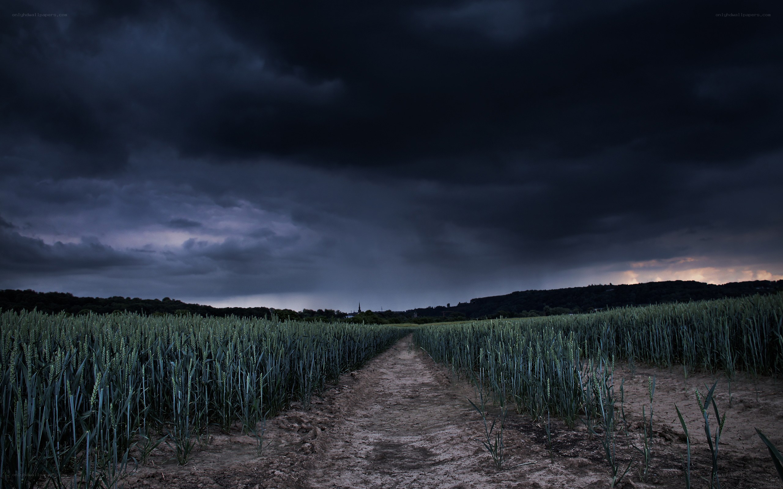 Storm over wheat field