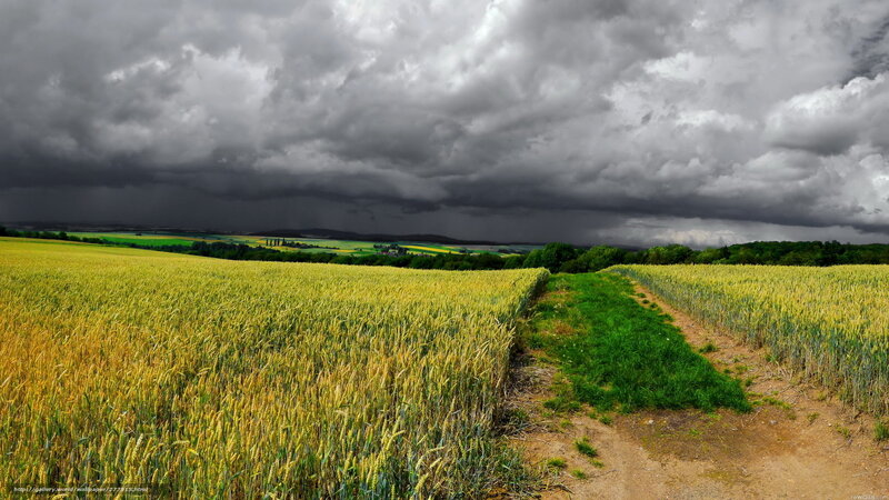 Storm over wheat fields