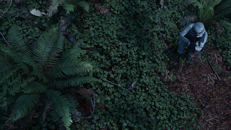 Stormtrooper in Foliage