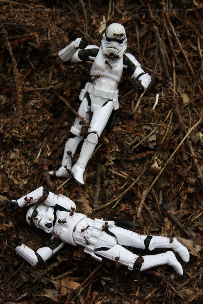 Stormtroopers attacked by ants