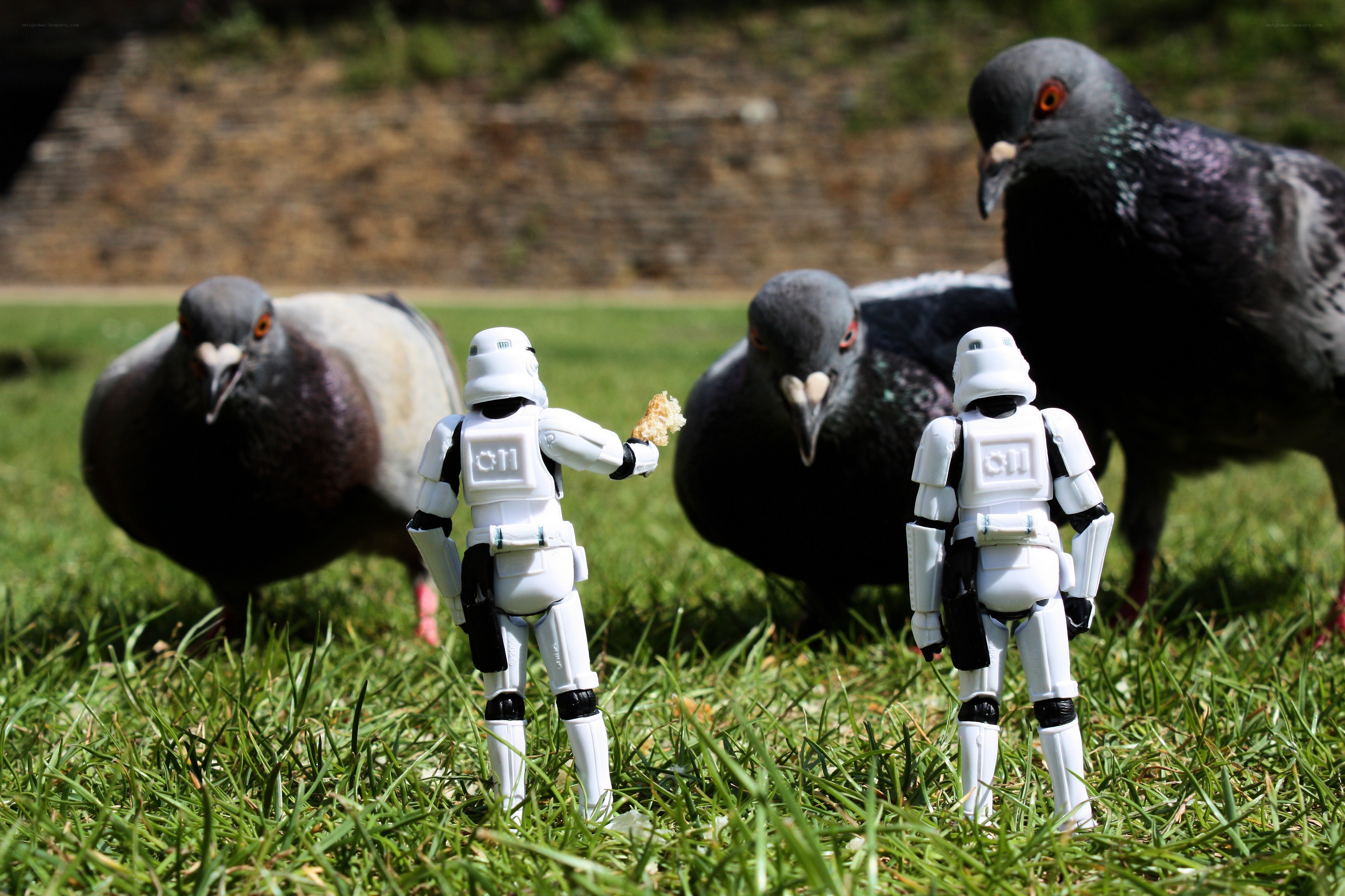 Stormtroopers feeding pigeons
