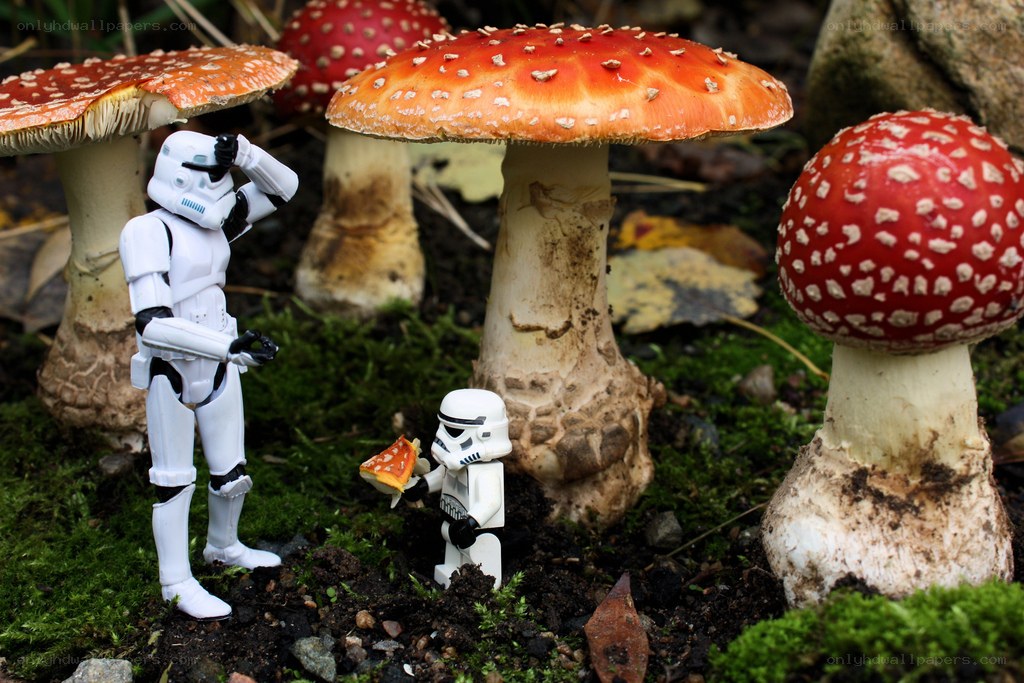 Stormtroopers in a mushroom forest