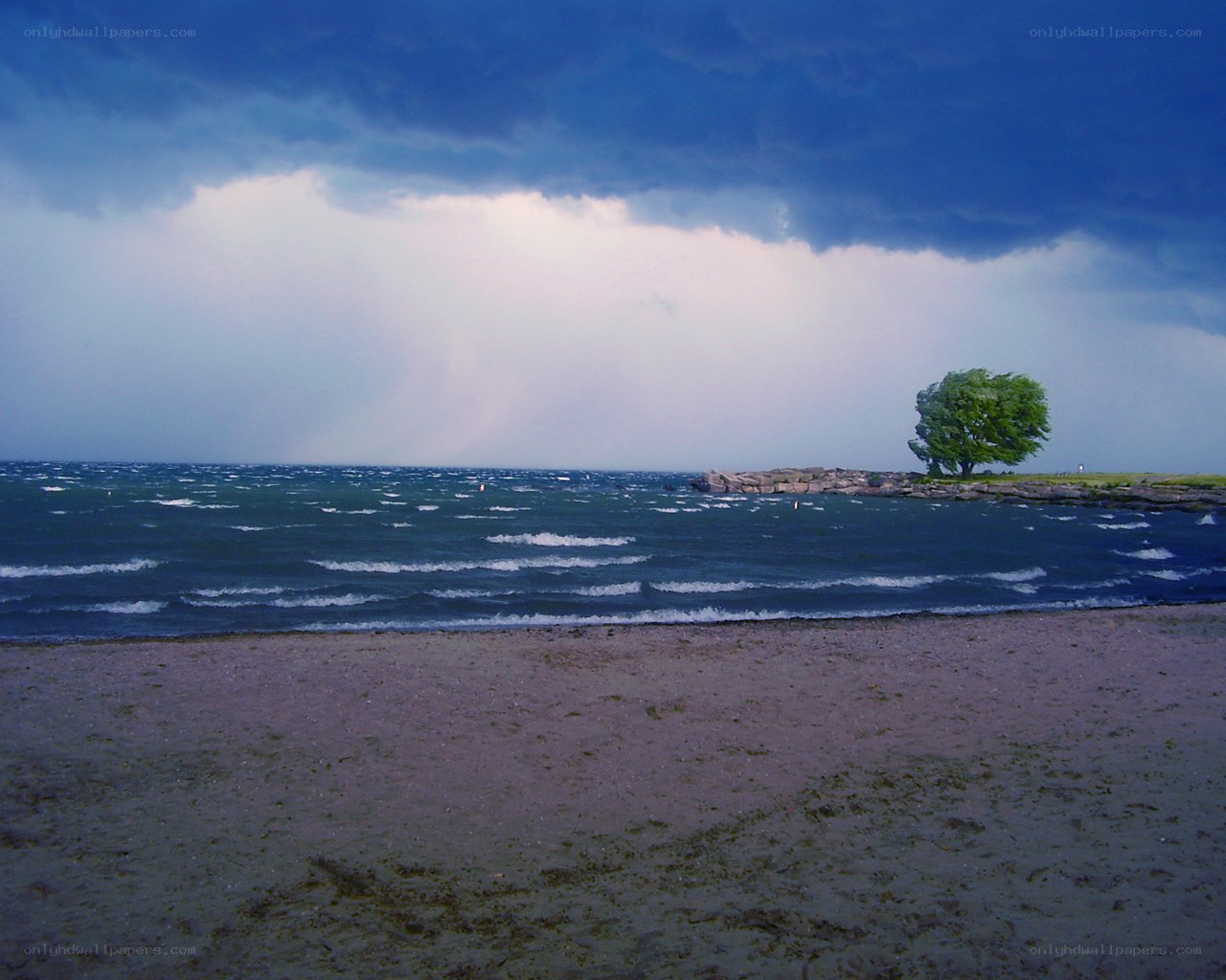 Stormy beach with lone tree