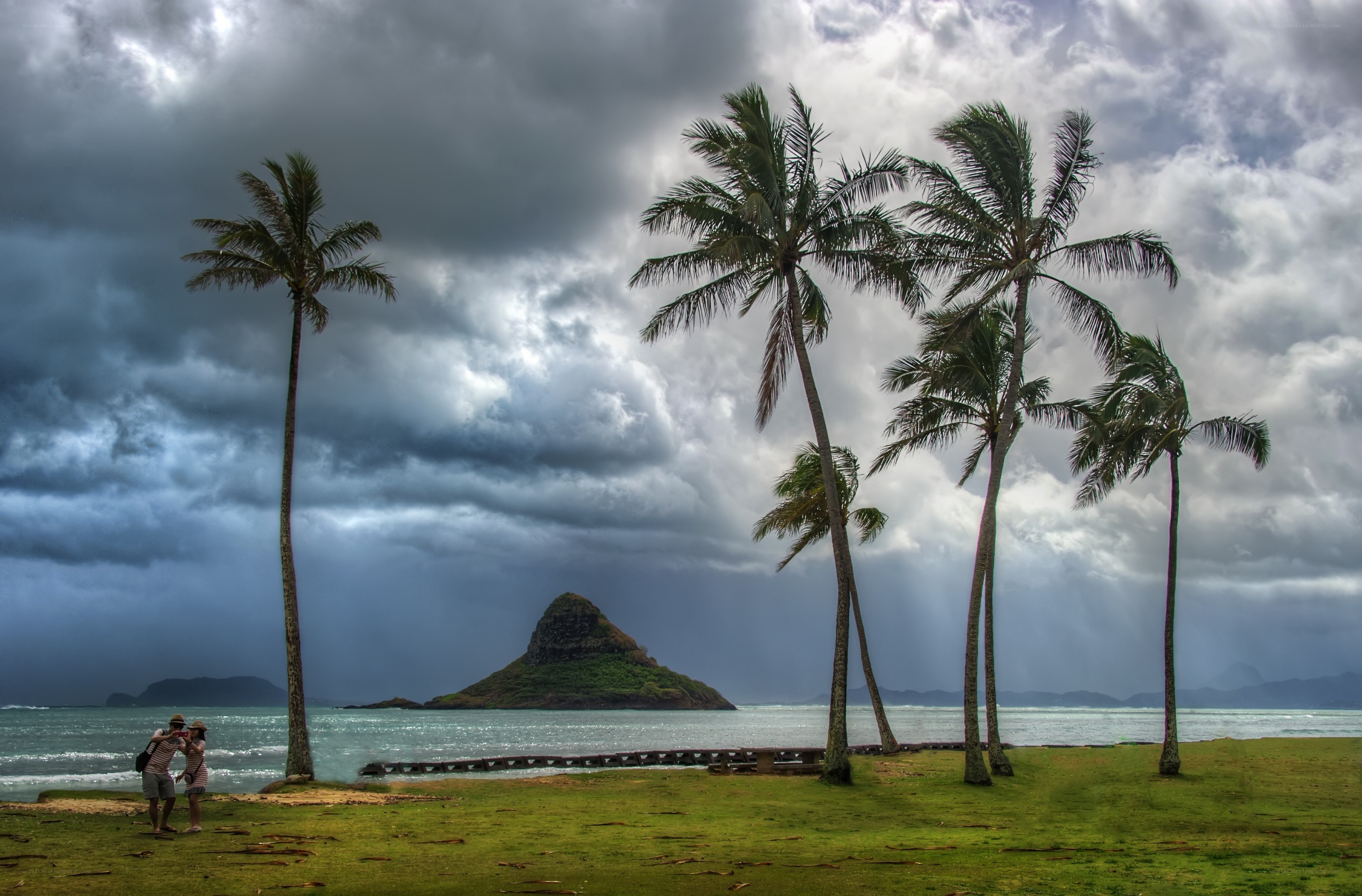 Stormy beach with palm trees