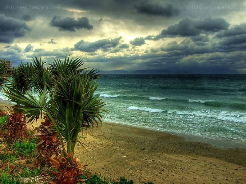 Stormy beach with palm trees