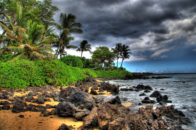 Stormy beach with palm trees