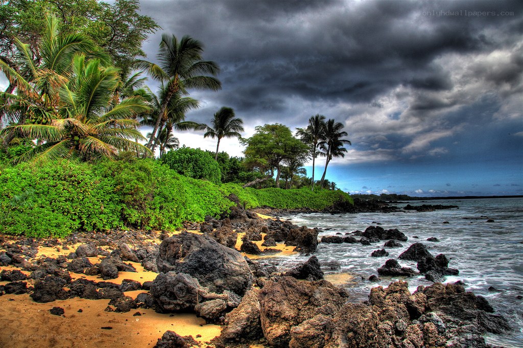 Stormy beach with palm trees