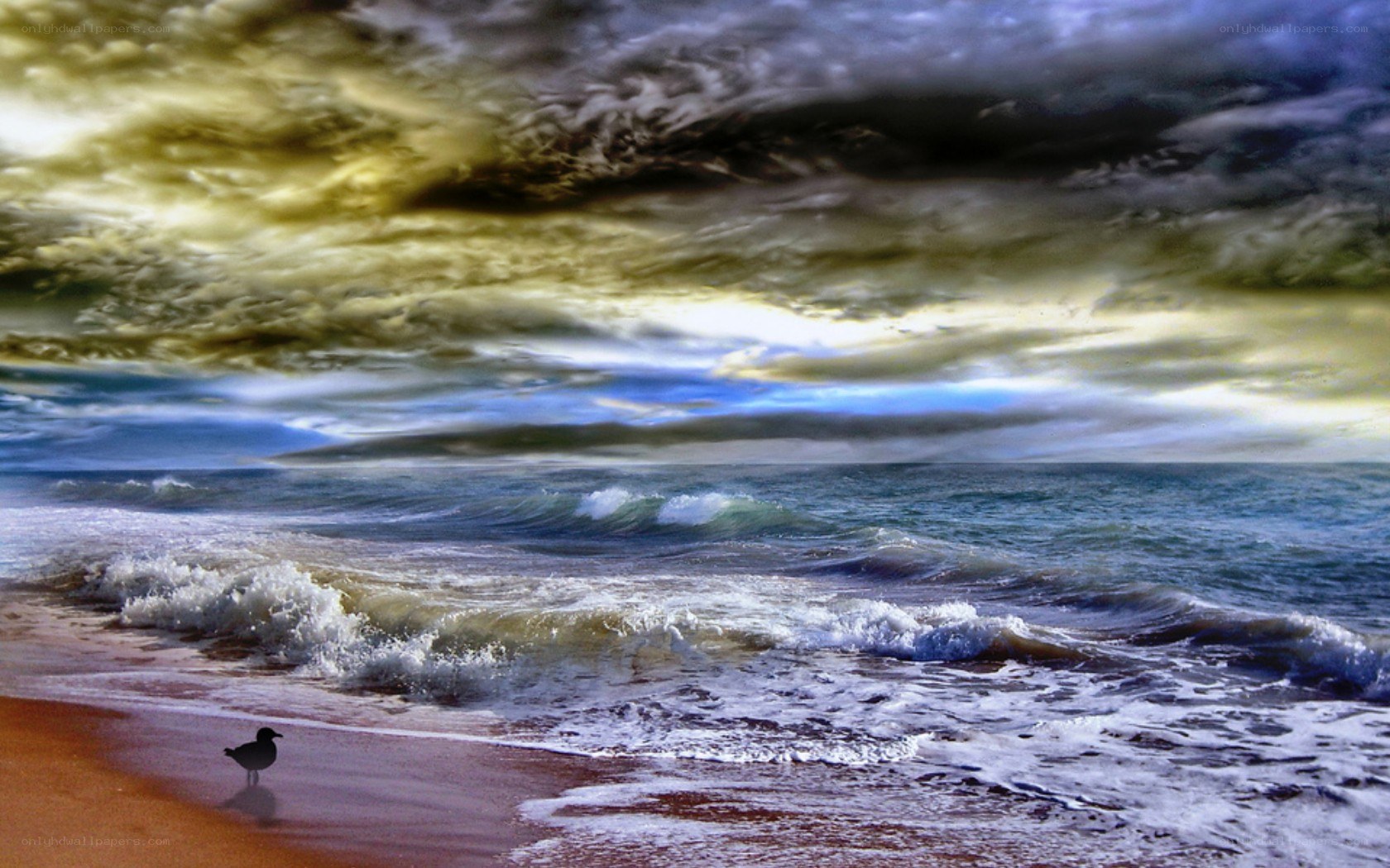 Stormy beach with seagull